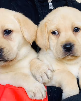 Labrador miele