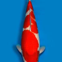 Carpa Koi Kohaku Nisai Femmina 62cm ExpoKoi
