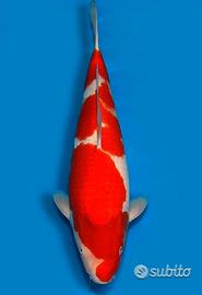 Carpa Koi Kohaku Nisai Femmina 62cm ExpoKoi