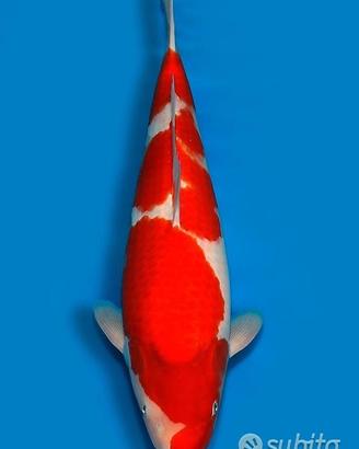 Carpa Koi Kohaku Nisai Femmina 62cm ExpoKoi
