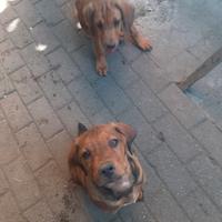 Cani da caccia - cuccioli di segugio maremmano