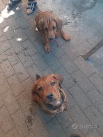 Cani da caccia - cuccioli di segugio maremmano