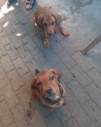 Cani da caccia - cuccioli di segugio maremmano