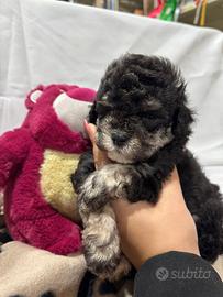 Barboncini di varie colorazioni