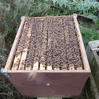 Nuclei e famiglie api