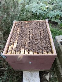 Nuclei e famiglie api