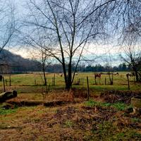 Capannina con paddock per cavalli