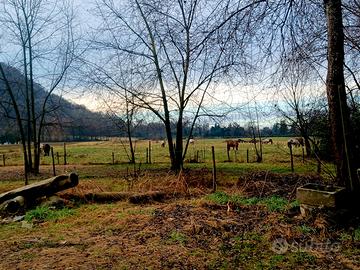 Capannina con paddock per cavalli