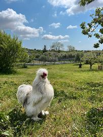 Moroseta gallo