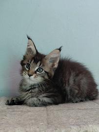 cuccioli maine coon 