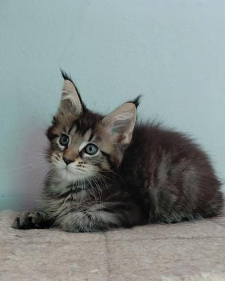 cuccioli maine coon 