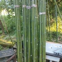 20 bambù 200 cm. diam. 3.in omaggio 10 bambù orto
