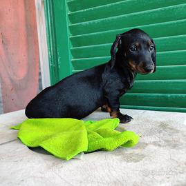 Cucciolo di bassotto