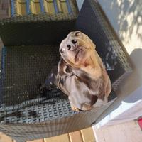 Bassotto per accoppiamento