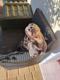 Bassotto per accoppiamento