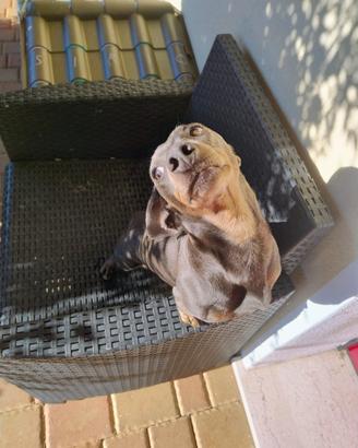 Bassotto per accoppiamento