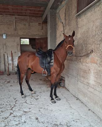 Cavalla p r e