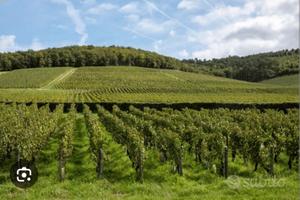Azienda agricola a seminativo e irriguo