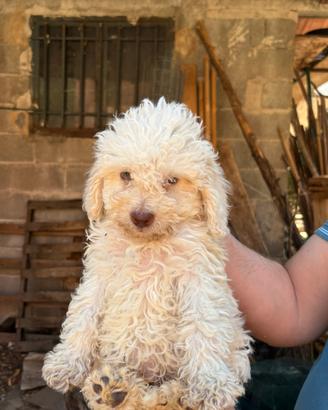 Cucciolo di lagotto romagnolo disponibile