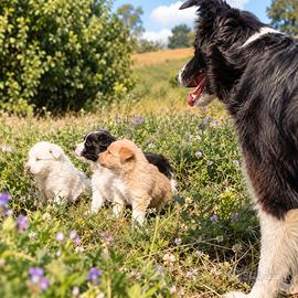 Cuccioli di border collie