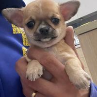 Cuccioli di chihuahua maschi