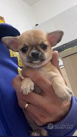 Cuccioli di chihuahua maschi