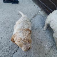 Lagotta femmina da tartufo