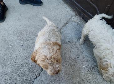 Lagotta femmina da tartufo