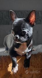 Chihuahua