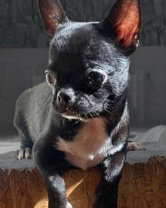 Chihuahua
