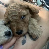 Vendita di cucciolata di barboncini mini toy e toy