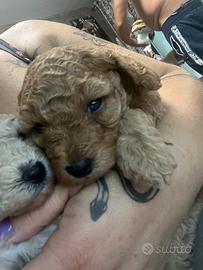 Vendita di cucciolata di barboncini mini toy e toy