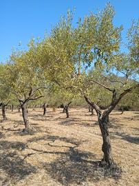 Oliveto a Dolianova