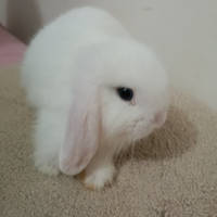 Mini Lop conigli nani