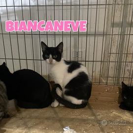 Biancaneve gattina bianconera di tre mesi
