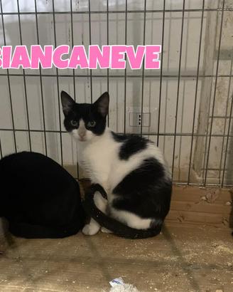 Biancaneve gattina bianconera di tre mesi