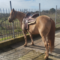 Cavallo