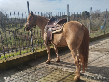 Cavallo