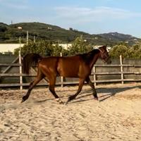 Cavallo 7 anni 1.72 castrone