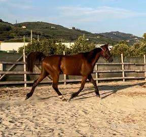 Cavallo 7 anni 1.72 castrone
