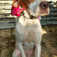 Pointerina Mila per adozione