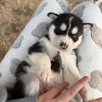 Cuccioli di Siberian Husky