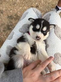 Cuccioli di Siberian Husky