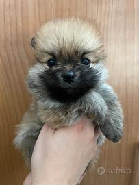 Spitz Pomerania