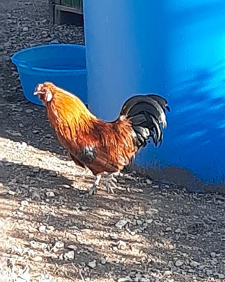 galletto di 8 mesi