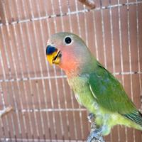 Pappagalli inseparabili