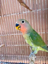 Pappagalli inseparabili