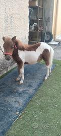 Miny pony