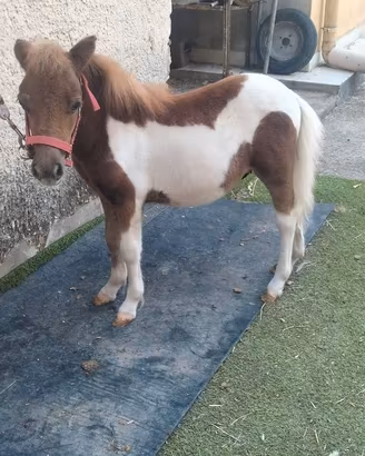 Miny pony