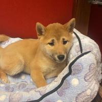 Allevamento e negozio ( shiba inu 2 mesi)